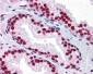SAFB1 / SAFB Antibody (clone 5A11)